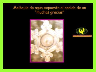Molécula de agua expuesta al sonido de un “muchas gracias” 