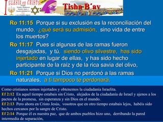 Tisha B´avTisha B´av
Ro 11:15Ro 11:15 Porque si su exclusión es la reconciliación delPorque si su exclusión es la reconciliación del
mundomundo, ¿qué será su admisión,, ¿qué será su admisión, sino vida de entresino vida de entre
los muertos?los muertos?
Ro 11:17Ro 11:17 Pues si algunas de las ramas fueronPues si algunas de las ramas fueron
desgajadas, y túdesgajadas, y tú, siendo olivo silvestre, has sido, siendo olivo silvestre, has sido
injertadoinjertado en lugar de ellas, y has sido hechoen lugar de ellas, y has sido hecho
participante de la raíz y de la rica savia del olivo,participante de la raíz y de la rica savia del olivo,
Ro 11:21Ro 11:21 Porque si Dios no perdonó a las ramasPorque si Dios no perdonó a las ramas
naturales,naturales, a ti tampoco te perdonará.a ti tampoco te perdonará.
Como cristianos somos injertados y obtenemos la ciudadanía Israelita.
Ef 2:12 En aquel tiempo estabais sin Cristo, alejados de la ciudadanía de Israel y ajenos a los
pactos de la promesa, sin esperanza y sin Dios en el mundo.
Ef 2:13 Pero ahora en Cristo Jesús, vosotros que en otro tiempo estabais lejos, habéis sido
hechos cercanos por la sangre de Cristo.
Ef 2:14 Porque él es nuestra paz, que de ambos pueblos hizo uno, derribando la pared
intermedia de separación,
 