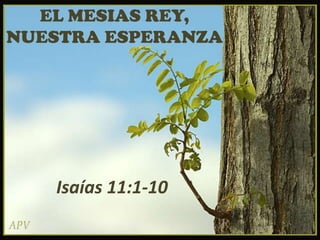 EL MESIAS REY,
NUESTRA ESPERANZA

Isaías 11:1-10

 