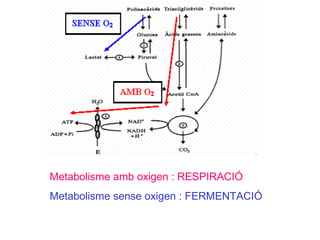 Metabolisme amb oxigen : RESPIRACIÓ
Metabolisme sense oxigen : FERMENTACIÓ
 