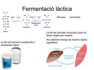 Fermentació làctica
Glucosa àcid làctic
La fan els bacteris Lactobacillus i
produeixen iogurt.
La fan les cèl·lules musculars quan no
tenen oxigen per respirar.
Així obtenen energia de manera ràpida.
(agulletes)
 