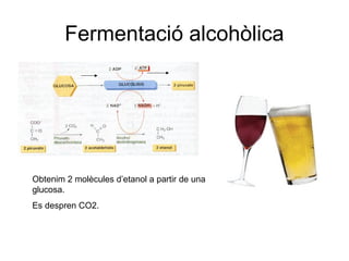 Fermentació alcohòlica
Obtenim 2 molècules d’etanol a partir de una
glucosa.
Es despren CO2.
 