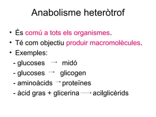 Anabolisme heteròtrof
• És comú a tots els organismes.
• Té com objectiu produir macromolècules.
• Exemples:
- glucoses midó
- glucoses glicogen
- aminoàcids proteïnes
- àcid gras + glicerina acilglicèrids
 