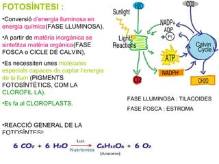 FOTOSÍNTESI :
•Conversió d’energia lluminosa en
energia química(FASE LLUMINOSA).
•A partir de matèria inorgànica se
sintetitza matèria orgànica(FASE
FOSCA o CICLE DE CALVIN).
•Es necessiten unes molècules
especials capaces de captar l’energia
de la llum (PIGMENTS
FOTOSÍNTÈTICS, COM LA
CLOROFIL·LA).
•Es fa al CLOROPLASTS.
•REACCIÓ GENERAL DE LA
FOTOSÌNTESI:
FASE LLUMINOSA : TILACOIDES
FASE FOSCA : ESTROMA
 