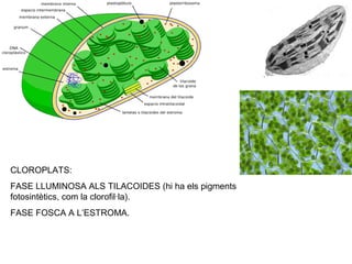 CLOROPLATS:
FASE LLUMINOSA ALS TILACOIDES (hi ha els pigments
fotosintètics, com la clorofil·la).
FASE FOSCA A L’ESTROMA.
 