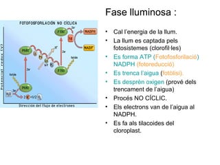 Fase lluminosa :
• Cal l’energia de la llum.
• La llum es captada pels
fotosistemes (clorofil·les)
• Es forma ATP (Fotofosforilació)
NADPH (fotoreducció)
• Es trenca l’aigua (fotòlisi).
• Es desprèn oxigen (prové dels
trencament de l’aigua)
• Procés NO CÍCLIC.
• Els electrons van de l’aigua al
NADPH.
• Es fa als tilacoides del
cloroplast.
 
