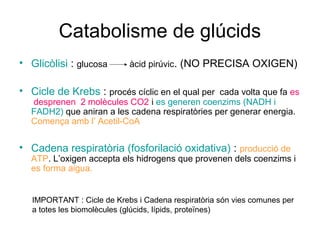 Catabolisme de glúcids
• Glicòlisi : glucosa àcid pirúvic. (NO PRECISA OXIGEN)
• Cicle de Krebs : procés cíclic en el qual per cada volta que fa es
desprenen 2 molècules CO2 i es generen coenzims (NADH i
FADH2) que aniran a les cadena respiratòries per generar energia.
Comença amb l’ Acetil-CoA
• Cadena respiratòria (fosforilació oxidativa) : producció de
ATP. L’oxigen accepta els hidrogens que provenen dels coenzims i
es forma aigua.
IMPORTANT : Cicle de Krebs i Cadena respiratòria són vies comunes per
a totes les biomolècules (glúcids, lípids, proteïnes)
 