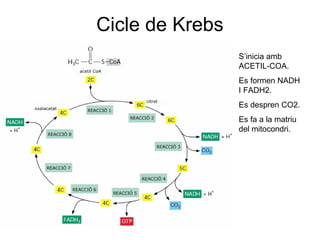 Cicle de Krebs
S’inicia amb
ACETIL-COA.
Es formen NADH
I FADH2.
Es despren CO2.
Es fa a la matriu
del mitocondri.
 