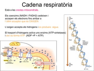 Cadena respiratòria
Està a les crestes mitocondrials.
Els coenzims (NADH i FADH2) cedeixen i
accepen els electrons fins arribar a
l´últim acceptor que és OXIGEN.
L’oxigen accepta els hidrogens i es produeix aigua.
El trasport d’hidrogens activa uns enzims (ATP-sintetases)
i així es forma ATP (ADP +P = ATP)
 