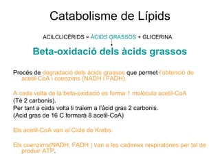 Catabolisme de Lípids
Beta-oxidació dels àcids grassos
Procés de degradació dels àcids grassos que permet l’obtenció de
acetil-CoA i coenzims (NADH i FADH).
A cada volta de la beta-oxidació es forma 1 molècula acetil-CoA
(Té 2 carbonis).
Per tant a cada volta li traiem a l’àcid gras 2 carbonis.
(Acid gras de 16 C formarà 8 acetil-CoA)
Els acetil-CoA van al Cicle de Krebs.
Els coenzims(NADH, FADH ) van a les cadenes respiratòries per tal de
produir ATP.
ACILCLICÈRIDS = ÀCIDS GRASSOS + GLICERINA
 