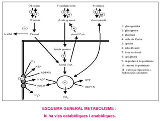 ESQUEMA GENERAL METABOLISME :
hi ha vies catabòliques i anabòliques.
 
