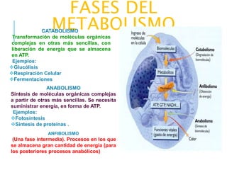 FASES DEL
METABOLISMOCATABOLISMO
Transformación de moléculas orgánicas
complejas en otras más sencillas, con
liberación de energía que se almacena
en ATP.
Ejemplos:
Glucólisis
Respiración Celular
Fermentaciones
ANABOLISMO
Síntesis de moléculas orgánicas complejas
a partir de otras más sencillas. Se necesita
suministrar energía, en forma de ATP.
Ejemplos:
Fotosíntesis
Síntesis de proteínas .
ANFIBOLISMO
(Una fase intermedia). Procesos en los que
se almacena gran cantidad de energía (para
los posteriores procesos anabólicos)
 