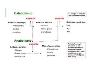 Catabolismo
Moléculas complejas
-Polisacáridos
-Lípidos
-proteínas
Moléculas sencillas
-Glucosa
-Ácidos grasos
-aminoácidos
Moléculas inorgánicas
-CO2
-H2O
-NH3
ENERGÍA ENERGÍA
La energía se produce
por ruptura de enlaces
Anabolismo
Moléculas sencillas
-Glucosa
-Ácidos grasos
-aminoácidos
Moléculas complejas
-Polisacáridos
-Lípidos
-proteínas
ENERGÍA Parte de la energía
producida en los
procesos catabólicos
se aprovecha en el
anabolismo. Otra parte
es utilizada en las
funciones fisiológicas
de la célula.
 
