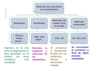 Moléculas que intervienen
en el metabolismo
Metabolitos
Glucosa,
ácidos
grasos…
Nucleótidos
NAD, FAD,
NADP…
Moléculas con
enlaces ricos
en energía
ATP, coA
Moléculas
ambientales
O2, H2O, CO2
Ingresan en la ruta
para su degradación o
para participar en la
síntesis de otras
sustancias más
complejas
Permiten la
oxidación y
reducción de
los
metabolitos
Al almacenar
o desprender
fosfato de sus
moléculas,
liberan o
almacenan
energía
Se encuentran
al comienzo o
final de algún
proceso
metabólico
 