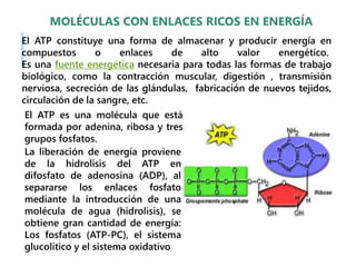 El ATP constituye una forma de almacenar y producir energía en
compuestos o enlaces de alto valor energético.
Es una fuente energética necesaria para todas las formas de trabajo
biológico, como la contracción muscular, digestión , transmisión
nerviosa, secreción de las glándulas, fabricación de nuevos tejidos,
circulación de la sangre, etc.
MOLÉCULAS CON ENLACES RICOS EN ENERGÍA
El ATP es una molécula que está
formada por adenina, ribosa y tres
grupos fosfatos.
La liberación de energía proviene
de la hidrolisis del ATP en
difosfato de adenosina (ADP), al
separarse los enlaces fosfato
mediante la introducción de una
molécula de agua (hidrolisis), se
obtiene gran cantidad de energía:
Los fosfatos (ATP-PC), el sistema
glucolítico y el sistema oxidativo
 