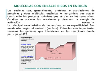 Las enzimas son, generalmente, proteínas o asociaciones de
proteínas y otras moléculas orgánicas o inorgánicas que actúan
catalizando los procesos químicos que se dan en los seres vivos.
Catalizar es acelerar las reacciones y disminuir la energía de
activación necesaria.
La principal característica de las enzimas es su especificidad. Son
nombradas según el sustrato (amilasa). Entre las más importantes
tenemos las quinasas que intervienen en las reacciones donde
participa el ATP.
MOLÉCULAS CON ENLACES RICOS EN ENERGÍA
 