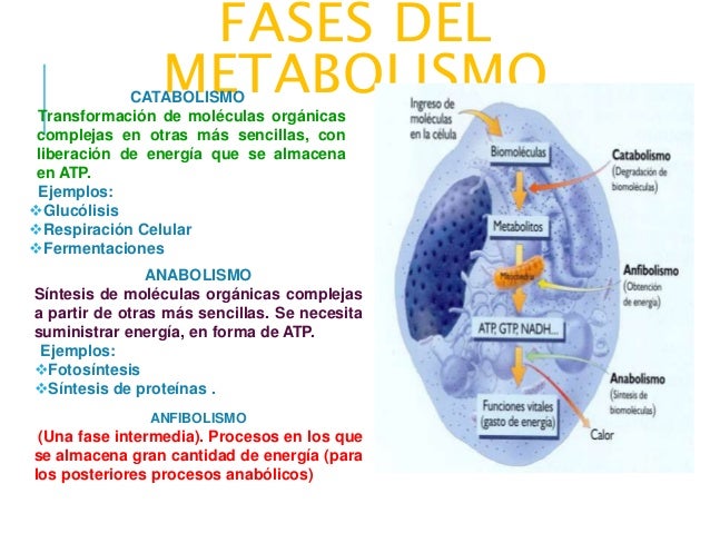 El metabolismo