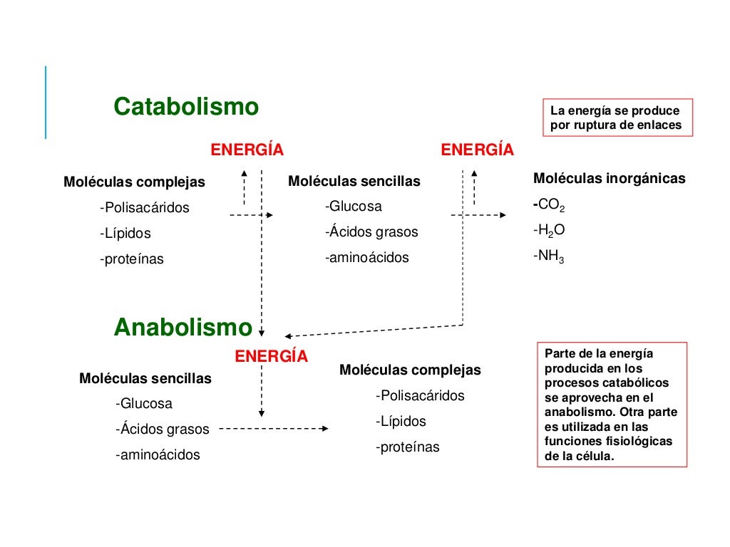 metabolismo esquema cura