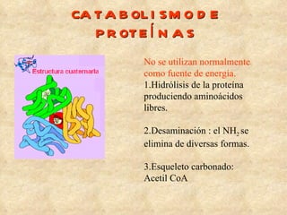 CATABOLISMO DE PROTEÍNAS No se utilizan normalmente como fuente de energía. 1.Hidrólisis de la proteína produciendo aminoácidos libres. 2.Desaminación : el NH 2  se elimina de diversas formas. 3.Esqueleto carbonado: Acetil CoA 