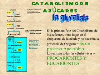 CATABOLISMO DE AZÚCARES la glucolisis Es la primera fase del Catabolismo de los azúcares, tiene lugar en el citoplasma de la célula y no necesita la presencia de Oxígeno =  Es un proceso Anaerobio. Lo realizan todas las células vivas  =  PROCARIONTES Y EUCARIONTES 