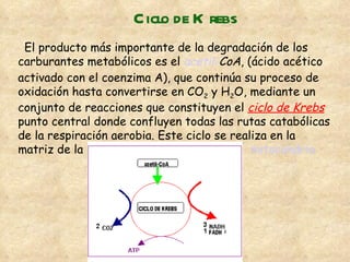 Ciclo de Krebs El producto más importante de la degradación de los carburantes metabólicos es el  acetil - CoA , (ácido acético activado con el coenzima A), que continúa su proceso de oxidación hasta convertirse en CO 2  y  H 2 O ,   mediante un conjunto de reacciones que constituyen el  ciclo de Krebs  punto central donde confluyen todas las rutas catabólicas de la respir a ción aerobia. Este ciclo se realiza en la matriz de la  mitocondria   