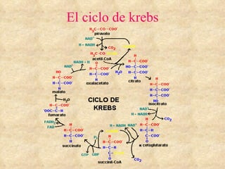 El ciclo de krebs 