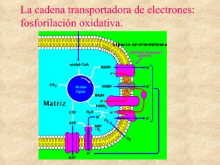 La cadena transportadora de electrones:  fosforilación oxidativa. 