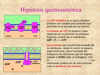 Hipótesis quimiosmótica La ATP sintetasa  es un gran complejo proteico con canales para protones que permiten la re-entrada de los mismos.  La síntesis de ATP   se produce como resultado de la corriente de protones fluyendo a través de la membrana: ADP + P i  ---> ATP   Los   protones  son transferidos  a través de  la membrana, desde la matriz al espacio intermembrana, como resultado del transporte de electrones que se originan cuando el  NADH  cede un hidrogeno. (Ver la  animación transporte de electrones .) La continuada producción de esos protones crea un  gradiente de protones .  