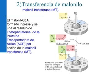 100
2)Transferencia de malonilo.
El malonil-CoA
formado ingresa y se
une al residuo de
Fosfopanteteína de la
Proteína
Transportadora de
Acilos (ACP) por
acción de la malonil
transferasa (MT).
malonil transferasa (MT).
 