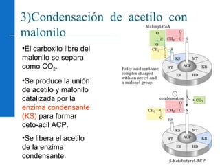 101
3)Condensación de acetilo con
malonilo
•El carboxilo libre del
malonilo se separa
como CO2.
•Se produce la unión
de acetilo y malonilo
catalizada por la
enzima condensante
(KS) para formar
ceto-acil ACP.
•Se libera el acetilo
de la enzima
condensante.
 