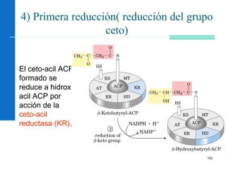 102
4) Primera reducción( reducción del grupo
ceto)
El ceto-acil ACP
formado se
reduce a hidroxi-
acil ACP por
acción de la
ceto-acil
reductasa (KR).
 