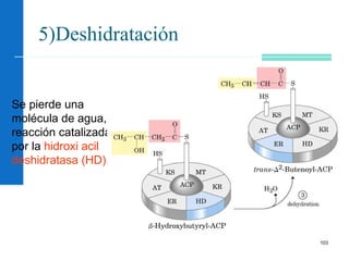 103
5)Deshidratación
Se pierde una
molécula de agua,
reacción catalizada
por la hidroxi acil
deshidratasa (HD).
 