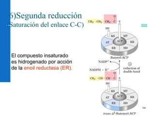 104
6)Segunda reducción
(Saturación del enlace C-C)
El compuesto insaturado
es hidrogenado por acción
de la enoil reductasa (ER).
 