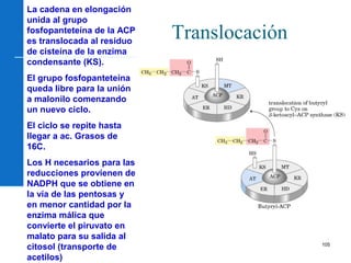 105
Translocación
La cadena en elongación
unida al grupo
fosfopanteteína de la ACP
es translocada al residuo
de cisteína de la enzima
condensante (KS).
El grupo fosfopanteteína
queda libre para la unión
a malonilo comenzando
un nuevo ciclo.
El ciclo se repite hasta
llegar a ac. Grasos de
16C.
Los H necesarios para las
reducciones provienen de
NADPH que se obtiene en
la vía de las pentosas y
en menor cantidad por la
enzima málica que
convierte el piruvato en
malato para su salida al
citosol (transporte de
acetilos)
 