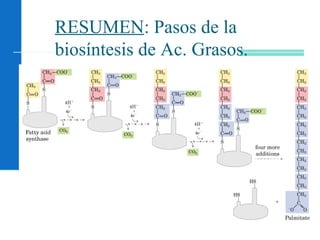 106
RESUMEN: Pasos de la
biosíntesis de Ac. Grasos.
 