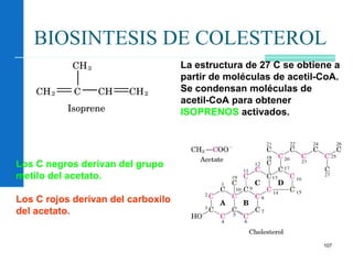 107
BIOSINTESIS DE COLESTEROL
La estructura de 27 C se obtiene a
partir de moléculas de acetil-CoA.
Se condensan moléculas de
acetil-CoA para obtener
ISOPRENOS activados.
Los C negros derivan del grupo
metilo del acetato.
Los C rojos derivan del carboxilo
del acetato.
 