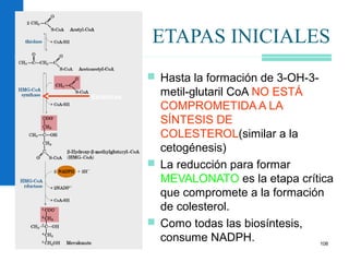 108
ETAPAS INICIALES
 Hasta la formación de 3-OH-3-
metil-glutaril CoA NO ESTÁ
COMPROMETIDA A LA
SÍNTESIS DE
COLESTEROL(similar a la
cetogénesis)
 La reducción para formar
MEVALONATO es la etapa crítica
que compromete a la formación
de colesterol.
 Como todas las biosíntesis,
consume NADPH.
Estatinas
 