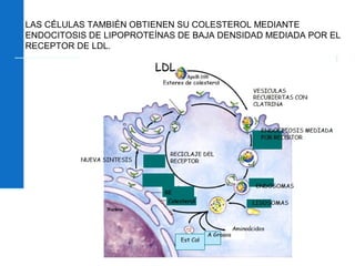 109
LAS CÉLULAS TAMBIÉN OBTIENEN SU COLESTEROL MEDIANTE
ENDOCITOSIS DE LIPOPROTEÍNAS DE BAJA DENSIDAD MEDIADA POR EL
RECEPTOR DE LDL.
 