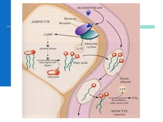 El metabolismo celular