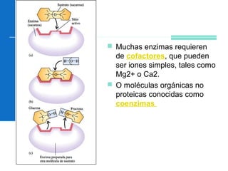  Muchas enzimas requieren
de cofactores, que pueden
ser iones simples, tales como
Mg2+ o Ca2.
 O moléculas orgánicas no
proteicas conocidas como
coenzimas
 