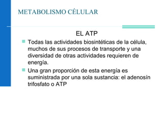 METABOLISMO CÉLULAR
EL ATP
 Todas las actividades biosintéticas de la célula,
muchos de sus procesos de transporte y una
diversidad de otras actividades requieren de
energía.
 Una gran proporción de esta energía es
suministrada por una sola sustancia: el adenosín
trifosfato o ATP
 
