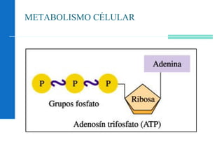 METABOLISMO CÉLULAR
 
