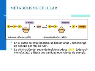 METABOLISMO CÉLULAR
 En el curso de esta reacción, se liberan unas 7 kilocalorías
de energía por mol de ATP.
 La eliminación del segundo fosfato produce AMP (adenosín
monofosfato) y libera una cantidad equivalente de energía.
 