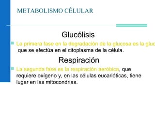 METABOLISMO CÉLULAR
Glucólisis
 La primera fase en la degradación de la glucosa es la gluc
que se efectúa en el citoplasma de la célula.
Respiración
 La segunda fase es la respiración aeróbica, que
requiere oxígeno y, en las células eucarióticas, tiene
lugar en las mitocondrias.
 