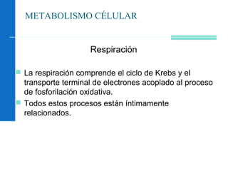 METABOLISMO CÉLULAR
Respiración
 La respiración comprende el ciclo de Krebs y el
transporte terminal de electrones acoplado al proceso
de fosforilación oxidativa.
 Todos estos procesos están íntimamente
relacionados.
 