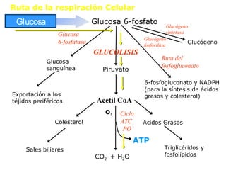 Glucosa
6-fosfatasa
Glucosa
sanguínea
Exportación a los
téjidos periféricos Acetil CoA
Colesterol
Sales biliares
6-fosfogluconato y NADPH
(para la síntesis de ácidos
grasos y colesterol)
Ruta del
fosfogluconato
Glucosa Glucosa 6-fosfato
Piruvato
GLUCOLISIS
Acidos Grasos
Triglicéridos y
fosfolípidosCO2 + H2O
ATP
O2 Ciclo
ATC
PO
Glucógeno
Glucógeno
sintetasa
Glucógeno
fosforilasa
Ruta de la respiración Celular
 