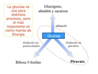 Glucosa
Glucógeno,
almidón y sacarosa
almacén
Oxidación vía
pentosa fosfato
Ribosa 5-fosfato
Oxidación vía
glucólisis
Piruvato
La glucosa se
usa para
distintos
procesos, pero
el más
importante es
como fuente de
Energía
 