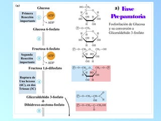Fase
Preparatoria
Fosforilación de Glucosa
y su conversión a
Gliceraldehido 3-fosfato
Primera
Reacción
importante
Glucosa 6-fosfato
Segunda
Reacción
importante
Fructosa 6-fosfato
Ruptura de
Una hexosa
(6C), en dos
Triosas (3C)
Fructosa 1,6-difosfato
Gliceraldehido 3-fosfato
Dihidroxo-acetona-fosfato
+
Glucosa a)
 
