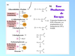 Fase
Productora
de
Energía
Conersión Oxidativa de
G3P a Piruvato y su
acoplamiento en la
formación de ATP y
NADH
Gliceraldehido 3-Fosfato
1,3-Difosfoglicerato
3-fosfoglicerato
2-fosfoglicerato
Fosfoenol-piruvato
Piruvato
Oxidación y
Fosforilación
1a. Rección de
Fosforilación
a nivel de
sustrato.
2a. Rección de
Fosforilación
a nivel de
sustrato.
b)
 