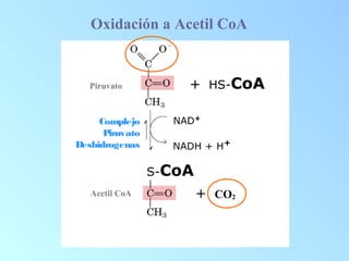 Oxidación a Acetil CoA
Lactato
Complejo
Piruvato
Deshidrogenas
a
NAD+
NADH + H+
+ HS-CoA
S-CoA
Piruvato
Acetil CoA + CO2
 